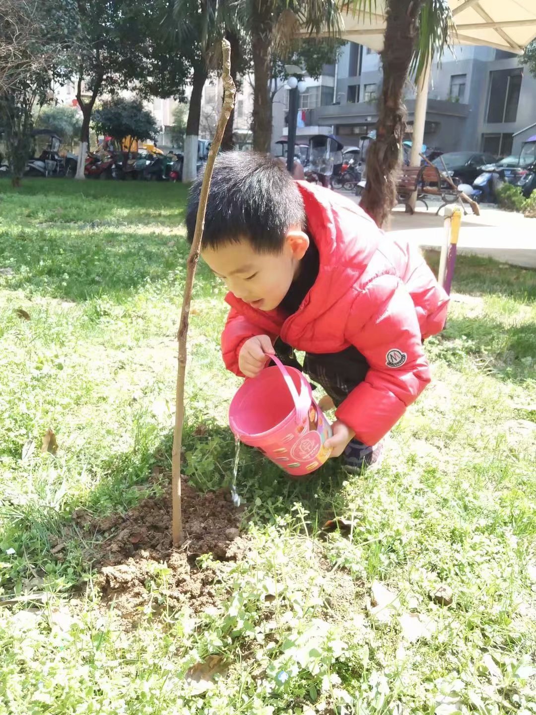 我的植树节